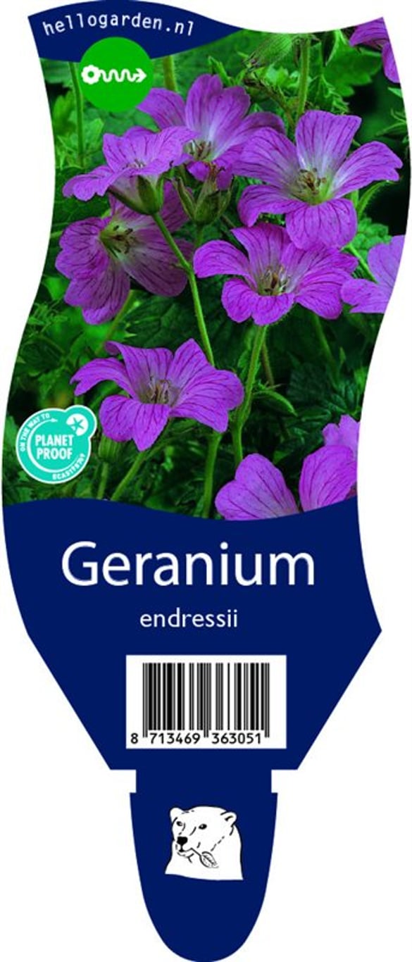 Geranium endressii - P11